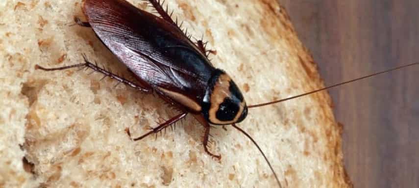 best mates pest control services werribee